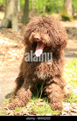 Cane con capelli lunghi ritratto ribelle di alta qualità Lagotto Romagnolo rasta belle stampe Foto Stock