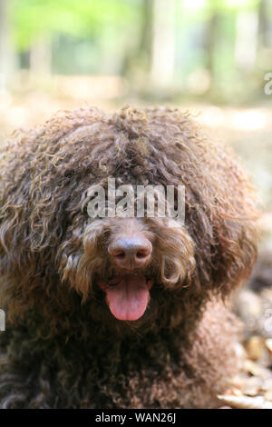 Cane con capelli lunghi ritratto ribelle di alta qualità Lagotto Romagnolo rasta belle stampe Foto Stock