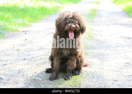 Cane con capelli lunghi ritratto ribelle di alta qualità Lagotto Romagnolo rasta belle stampe Foto Stock