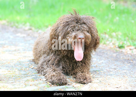 Cane con capelli lunghi ritratto ribelle di alta qualità Lagotto Romagnolo rasta belle stampe Foto Stock