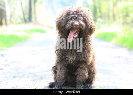 Cane con capelli lunghi ritratto ribelle di alta qualità Lagotto Romagnolo rasta belle stampe Foto Stock