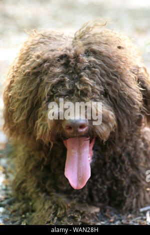 Cane con capelli lunghi ritratto ribelle di alta qualità Lagotto Romagnolo rasta belle stampe Foto Stock