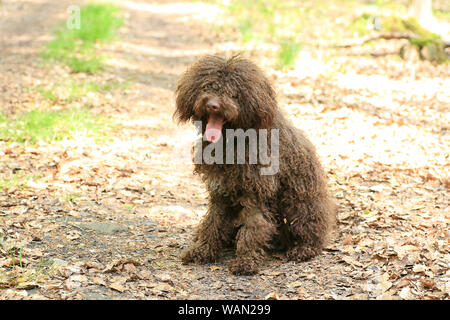 Cane con capelli lunghi ritratto ribelle di alta qualità Lagotto Romagnolo rasta belle stampe Foto Stock