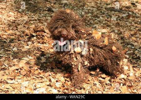 Cane con capelli lunghi ritratto ribelle di alta qualità Lagotto Romagnolo rasta belle stampe Foto Stock