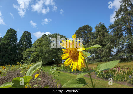 Di colore giallo brillante capo di un girasole (Helianthus) crescente nelle prove in campo RHS Garden, Wisley, Surrey, Inghilterra sudorientale in estate Foto Stock