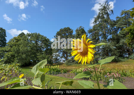 Di colore giallo brillante capo di un girasole (Helianthus) crescente nelle prove in campo RHS Garden, Wisley, Surrey, Inghilterra sudorientale in estate Foto Stock