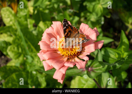 Macro Close-up immagine della Madonna dipinta vanessa cardui farfalla sulla coral Zinnia elegans fiore in giardino Foto Stock