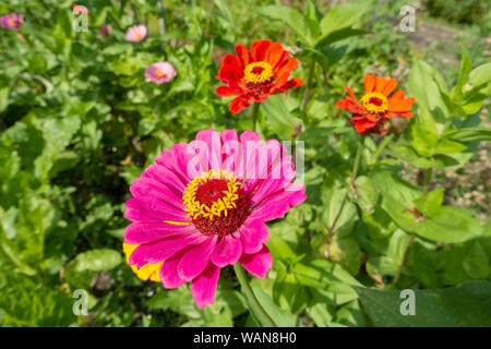 Rosa Zinnia elegans in giardino Foto Stock