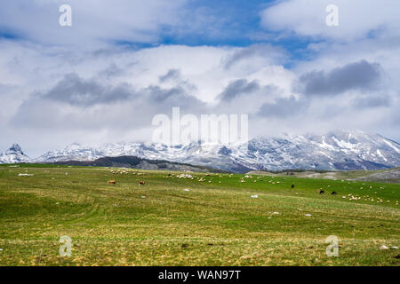 Montenegro, splendidi e verdi pascoli con mucche e pecore godendo di stagione primavera nella natura incontaminata paesaggio accanto al durmitor montagne coperte di neve Foto Stock