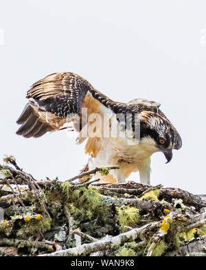 I capretti osprey nel nido Foto Stock