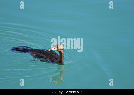 Cormorano o uccello di fegato di nuoto nel porto di Numana in provincia di Ancona Italia nome latino la sottospecie phalacrocorax carbo sinensis pelecaniformes famiglia Foto Stock