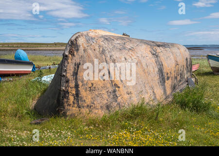 La barca tradizionale getta sul Santo Isola di Lindisfarne in Northumberland, Regno Unito sono realizzati da capovolta barche da pesca Foto Stock