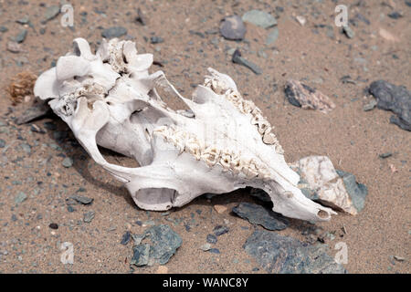 Closeup cranio, capo di bestiame morto con teeths, cavallo o mucca nel campo di steppa, montagne. Concetto la siccità, la morte di sete, epidemia animale, pandemia Foto Stock