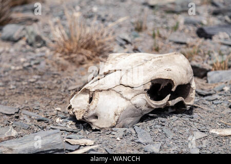 Closeup cranio, capo di bestiame morto con teeths, cavallo o mucca nel campo di steppa, montagne. Concetto la siccità, la morte di sete, epidemia animale, pandemia Foto Stock