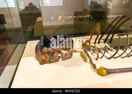 Scheletro del ragazzo Turkana KNM-WT 15000 in mostra in vetrata, Museo Nazionale di Nairobi, Nairobi, Kenya Foto Stock