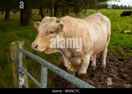 Un toro dietro un cancello su una fattoria scozzese. Foto Stock