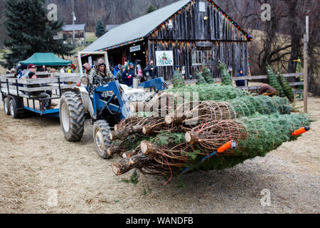 Scene da Snickers Gap Christmas Tree Farm fuori di Washington, DC. Foto Stock