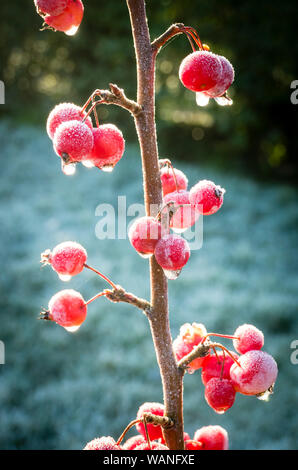 Mature smerigliato rosso Frutti di Malus x robusta sentinella Rosso in inverno in Inghilterra, Regno Unito Foto Stock