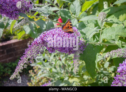 Tartaruga butterfly (Aglais urticae) alimentare il nettare da viola buddleia fiori Foto Stock