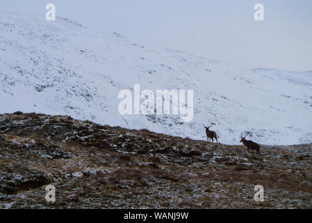 SUTHERLAND, Scotland, Regno Unito - 29 Novembre 2017: Red Deer stags tra le nevi nelle Highlands scozzesi vicino a Ledmore, Sutherland, Scotland, Regno Unito su nove Foto Stock