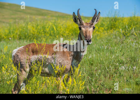 Pronghorn Antelope, praterie, estate, Custer State Park, S. Dakota, USA, da Bruce Montagne/Dembinsky Foto Assoc Foto Stock