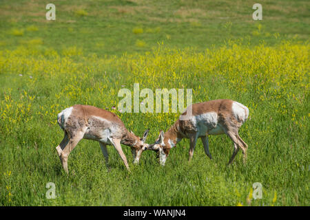 Pronghorn Antelope, praterie, estate, Custer State Park, S. Dakota, USA, da Bruce Montagne/Dembinsky Foto Assoc Foto Stock