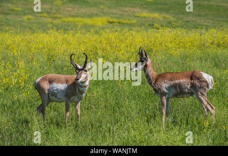 Pronghorn Antelope, praterie, estate, Custer State Park, S. Dakota, USA, da Bruce Montagne/Dembinsky Foto Assoc Foto Stock