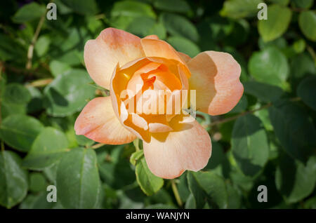 Rosa Lark ascendente in fiore in giugno in un giardino inglese Foto Stock