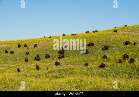 (Bison bison bison), Prateria, estate, Custer State Park, il Dakota del Sud, Stati Uniti, da Bruce Montagne/Dembinsky Foto Assoc Foto Stock