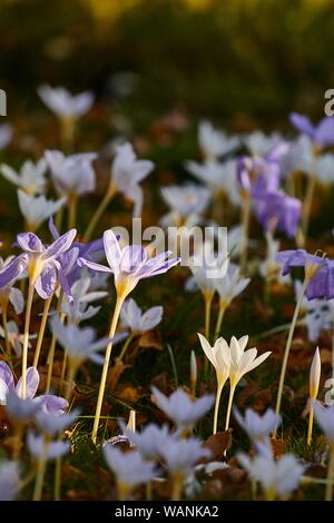 Fiori in breeze Foto Stock