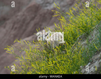 Bighorn agnelli(Ovis canadensis), Parco nazionale Badlands, Dakota del Sud, Stati Uniti d'America, da Bruce Montagne/Dembinsky Foto Assoc Foto Stock