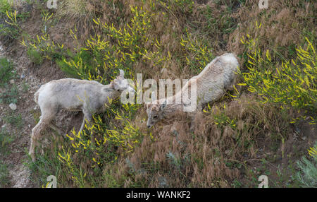 Bighorn agnelli(Ovis canadensis), Parco nazionale Badlands, Dakota del Sud, Stati Uniti d'America, da Bruce Montagne/Dembinsky Foto Assoc Foto Stock