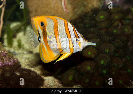 Copperband Butterflyfish (Chelmon rostratus) Foto Stock