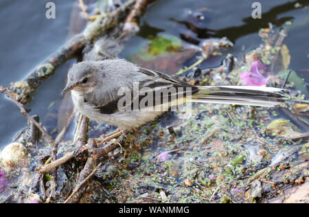 Wagtail grigio (Motacilla cinerea), Derbyshire, Regno Unito Foto Stock