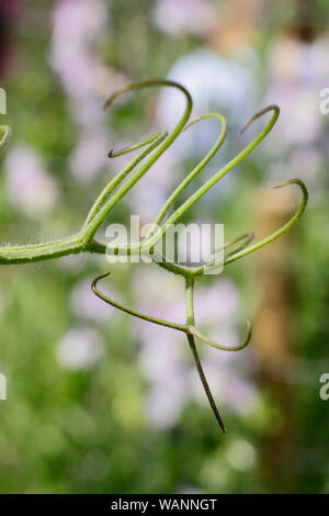 Lathyrus odoratus. Viticci di pisello dolce, annualmente una pianta rampicante in estate. Regno Unito Foto Stock