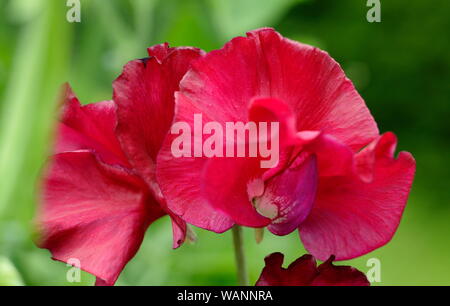 Lathyrus odoratus 'Marca Williams', un fragrante, Spencer pisello dolce di arrampicata in una metà del giardino estivo. Regno Unito Foto Stock