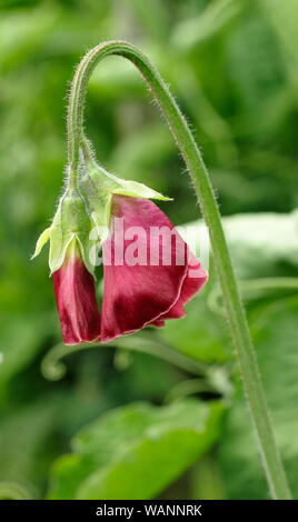 Lathyrus odoratus 'Marca Williams', un fragrante, Spencer pisello dolce di arrampicata in una metà del giardino estivo. Regno Unito Foto Stock