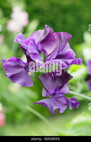 Lathyrus odoratus "Joyce Stanton' , un alpinista annuale in una metà del giardino estivo. Regno Unito Foto Stock