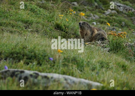 Bellissima la marmotta in montagna Foto Stock
