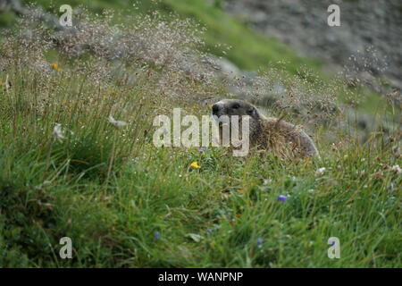 Bellissima la marmotta in montagna Foto Stock