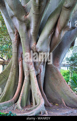 Albero di fico gigante con radici massicce a città del Capo, Sud Africa, che mostra tronchi scultorei e vegetazione urbana Foto Stock