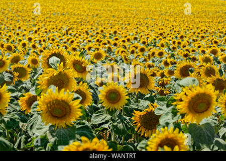Campo di girasole. Foto Stock