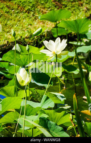 Sacro lotus, la Bambouseraie - Bamboo Park, Prafrance, Anduze, Gard, Francia Foto Stock