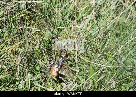 Pino (Chafer Polyphylla fullo) Foto Stock