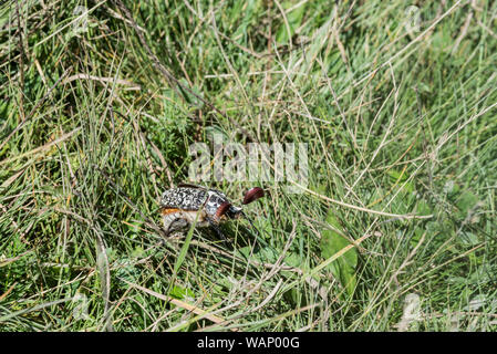 Pino (Chafer Polyphylla fullo) Foto Stock
