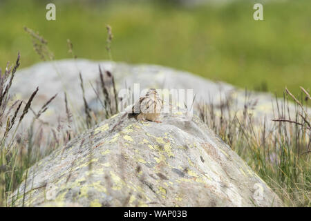 Tree Pipit (Anthus trivialis) pulcino Foto Stock