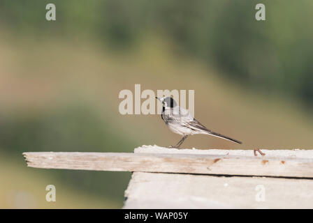 Adulto Wagtail bianco (Motacilla alba) guardando intorno Foto Stock