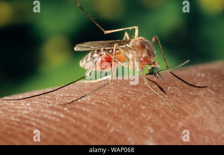 2001 - Una zanzara Culex quinquefasciatus mosquito su un dito umano. La zanzara Culex quinquefasciatus mosquito è dimostrato di essere un vettore associato con la trasmissione del virus del Nilo occidentale. Foto Stock