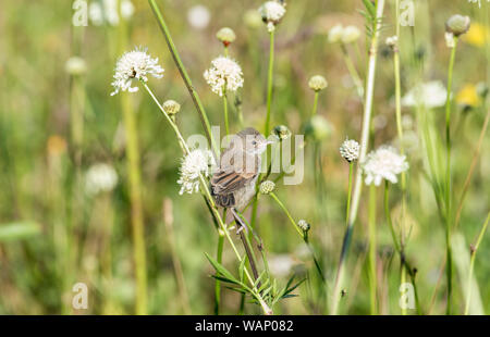 Whitethroat (Curruca communis) foraggio su Cephalaria gigantea Foto Stock