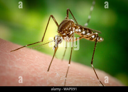 Questa fotografia mostra una femmina di vettore Aedes aegypti come era nel processo inserendo il suo fascicolo attraverso la superficie della pelle del suo host. Foto Stock